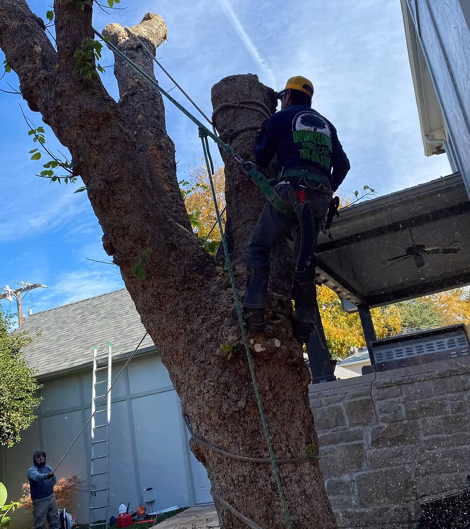 Certified arborists caring for North Texas trees